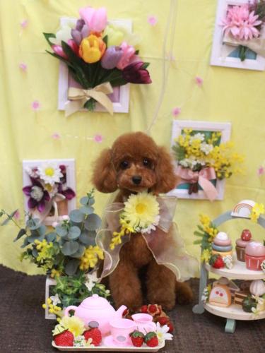 20230309モモちゃん